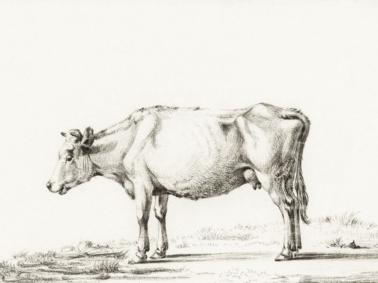 Picture of BERNARD COW SKETCH II