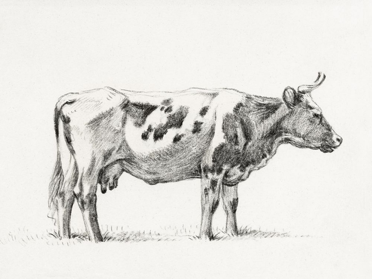 Picture of BERNARD COW SKETCH III