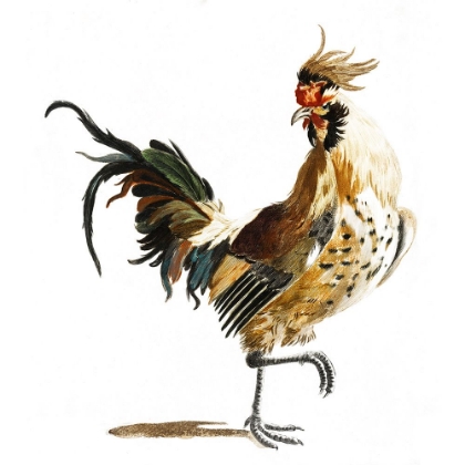 Picture of TEYLER ROOSTERS I