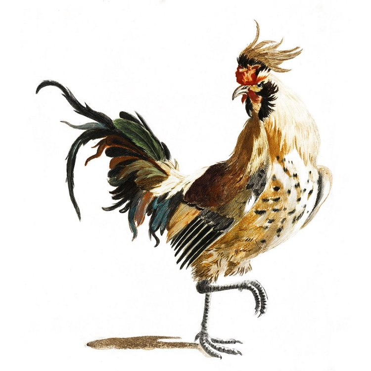 Picture of TEYLER ROOSTERS I