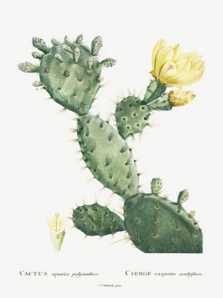 Picture of REDOUTE CACTUS I
