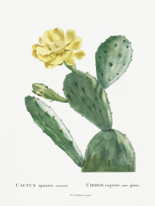 Picture of REDOUTE CACTUS II