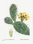 Picture of REDOUTE CACTUS IV