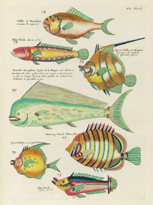 Picture of RENARD TROPICAL FISH II