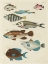 Picture of RENARD TROPICAL FISH V