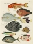 Picture of RENARD TROPICAL FISH VI