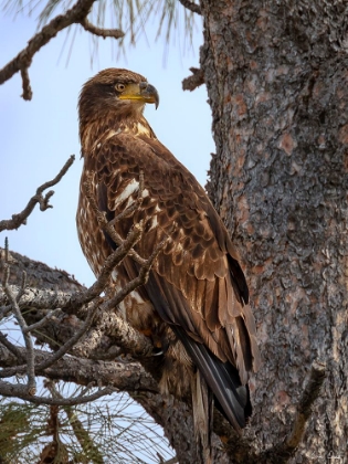 Picture of JUVENILE BALD EAGLE