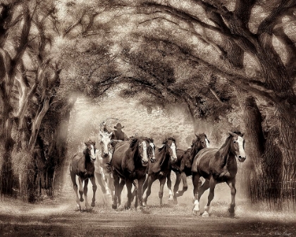 Picture of RUNNING UNDER THE COTTONWOODS