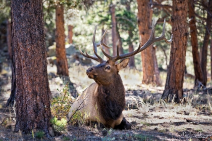 Picture of ELK IN THE WOODS
