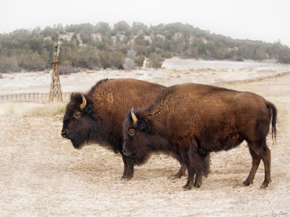 Picture of TWIN BUFFALO