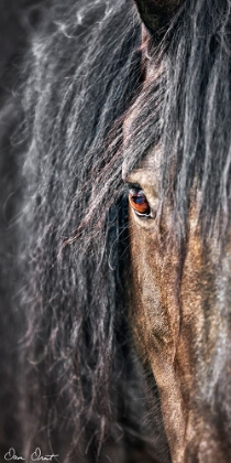 Picture of GREY HORSE MANE