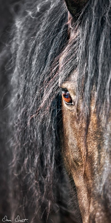 Picture of GREY HORSE MANE