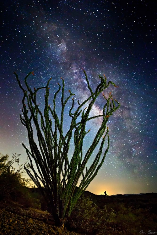 Picture of DESERT LIGHTS II