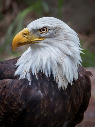 Picture of ADULT BALD EAGLE