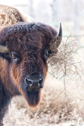 Picture of STANDING BUFFALO I
