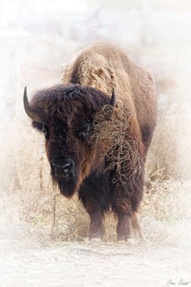 Picture of STANDING BUFFALO II