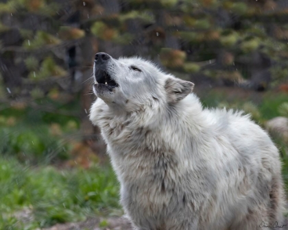 Picture of HOWLING WOLF