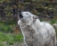 Picture of HOWLING WOLF
