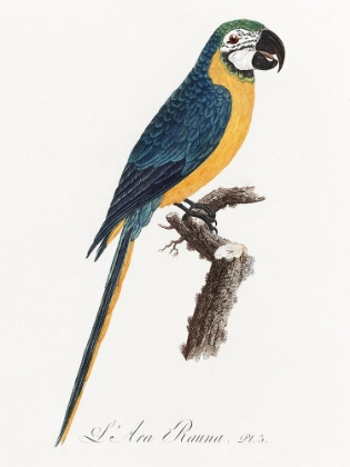 Picture of LEVAILLANT PARROT I