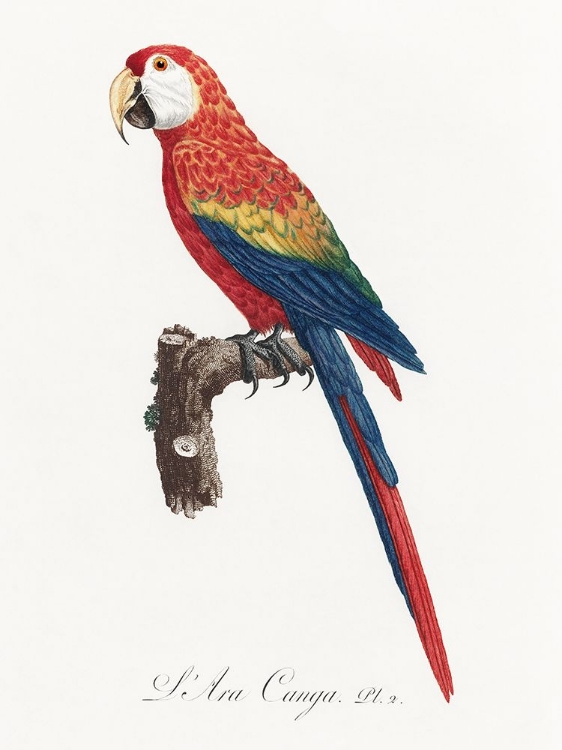 Picture of LEVAILLANT PARROT II