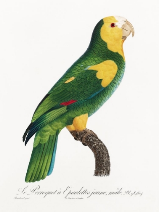 Picture of LEVAILLANT PARROT III