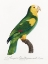Picture of LEVAILLANT PARROT III
