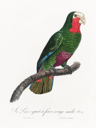 Picture of LEVAILLANT PARROT V