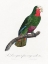 Picture of LEVAILLANT PARROT V