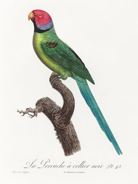 Picture of LEVAILLANT PARROT VIII