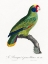 Picture of LEVAILLANT PARROT IX