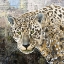 Picture of POP ART - JAGUAR