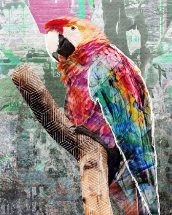 Picture of POP ART - PARROT