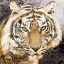 Picture of POP ART - TIGER