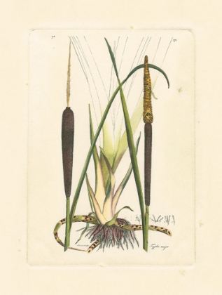 Picture of ANTIQUE CATTAIL I