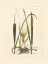 Picture of ANTIQUE CATTAIL I