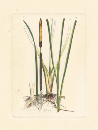 Picture of ANTIQUE CATTAIL II