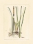 Picture of ANTIQUE CATTAIL II