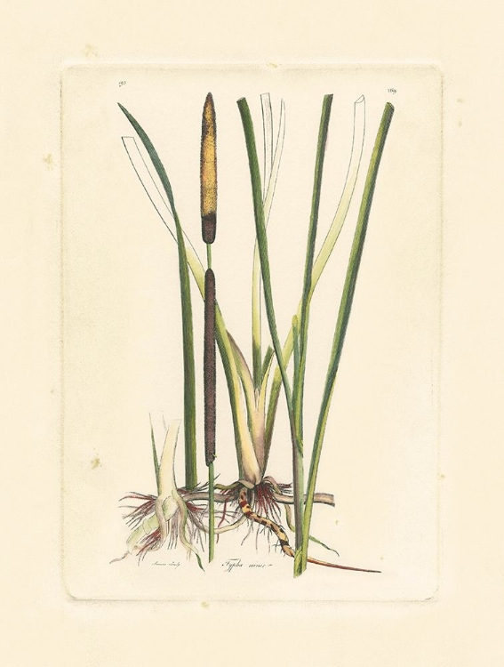 Picture of ANTIQUE CATTAIL II