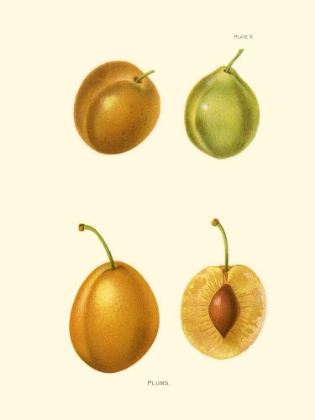 Picture of PLUMS I