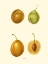 Picture of PLUMS I