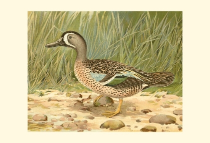Picture of BLUE-WING TEAL