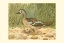Picture of BLUE-WING TEAL