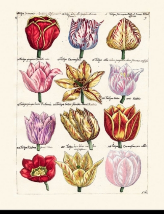 Picture of TULIPS EN MASSE I