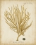Picture of ESPER ANTIQUE CORAL IV