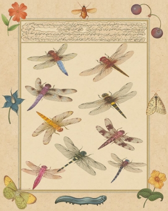 Picture of DRAGONFLY MANUSCRIPT III
