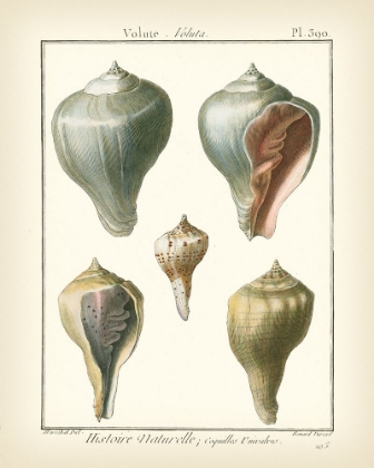 Picture of VOLUTE SHELLS  PL.390