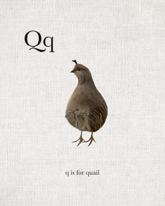 Picture of Q IS FOR QUAIL