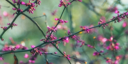 Picture of SPRINGTIME BRANCHES