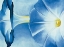 Picture of OKEEFE BLUE MORNING GLORIES