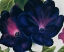 Picture of OKEEFE-BLACK AND PURPLE PETUNIAS